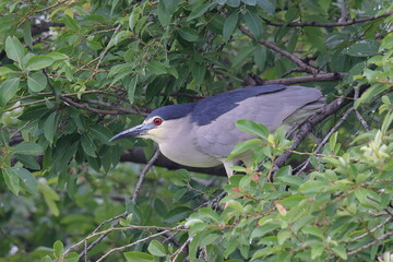 木陰に潜むゴイサギ成鳥
