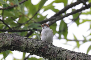 太い枝にとまる幼いスズメ