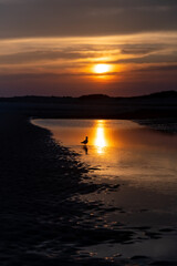 Möwe Silbermöwe Larus argentatus Sonnenuntergang Sonne Abend Raubtier Nordsee Sylt Deutschland Farben Verlauf orange Sommer Silhouette Umriss Seevogel waten Meer Jagd  Nationalpark Küste Meer Strand 