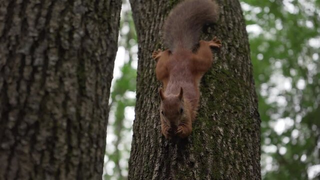 A squirrel eats nuts holding on to a tree trunk with its hind legs
