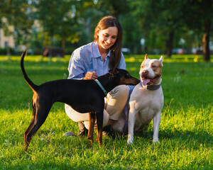 Horizontal of brunette woman petting american pitbull terrier puppy on grass in park at sunset. Getting to know young dogs with each other. Sniffing and looking around at sunrise. Summer walk