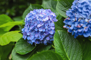 blue hydrangea flower, blue and purple, blue hydrangea flower in garden
