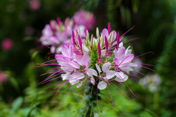 Capparaceae flower in a tropical garden
