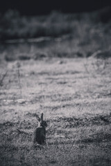 conejo en blanco y negro