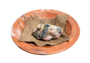 Young pigeon chick above a clay dish on white background