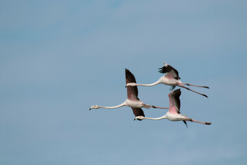 Obraz premium Flamenco