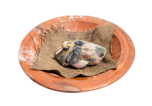 Young Pigeon Chick Above A Clay Dish On White Background