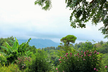 beautiful landscape in a botanical garden overlooking the sea