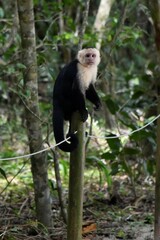 Capuchin (Cebus capucinus) in Costa Rica