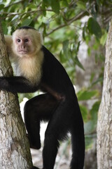 Capuchin (Cebus capucinus) in Costa Rica