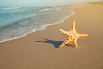 Fototapeta na wymiar Beautiful sea star in sand on beach, space for text