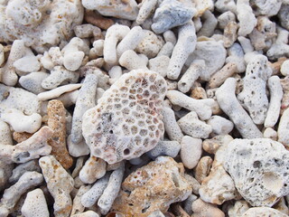 珊瑚のある海岸