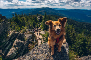 Dog on the trip to mountains. Amazing landscape view with dog in Bavarian Forest, Europe. Location The Bohemian Forest. Traveling concept background. 