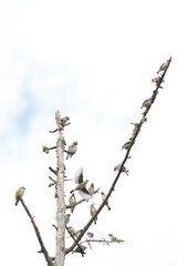 cedar waxwings