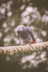 Loro en la Cuerda