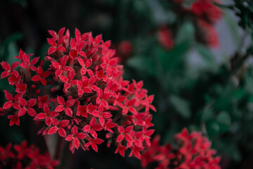 Flor hermosa, fondo macro 