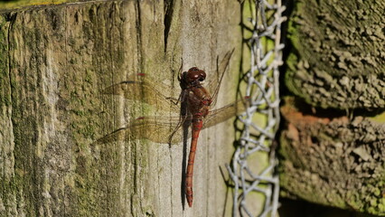 dragonfly on a fence