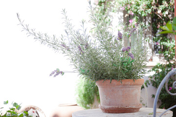 Potted flowers on patio table