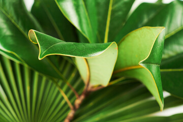 Close Up detail green magnolia leaf pattern and texture, plants background