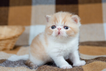 A beautiful red kitten of an exotic shorthair breed is sitting on the couch at home. The color is...