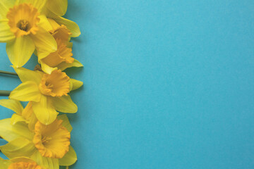 Bouquet of daffodils on blue background. Holiday greeting card, spring background. Flat lay, top view, copy space.