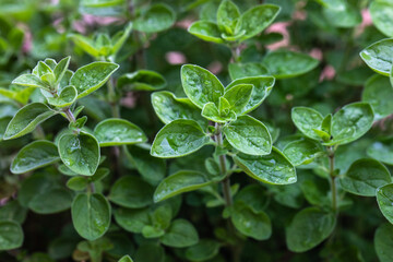 Fototapeta na wymiar Oregano plant or marjoram close up. Aromatic herb, spice. Used in cooking