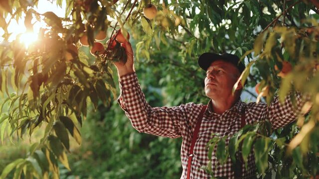 Senior farmer man picks big ripe peaches. Fruits ripen in the sun. Peach hanging on a branch in orchard. Fruit picking season. Peach fruit. Healthy food. Organic product. Fabulous orchard