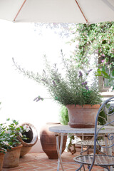 Potted flowers on patio table