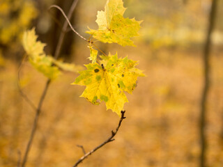Colorful and vibrant, yellow and red leaves in autumn