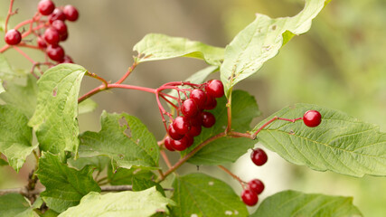 Ripe berries of red viburnum in late autumn