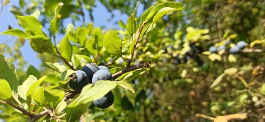 blackthorn on a blue sky background