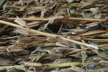 Brown dry sesame seed on the drying process