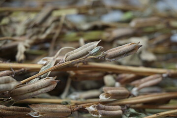 Brown dry sesame seed on the drying process
