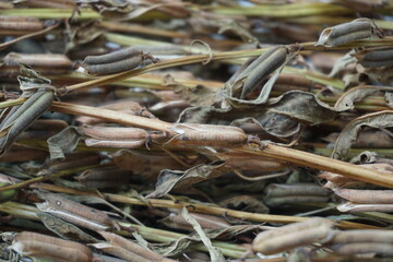 Brown dry sesame seed on the drying process