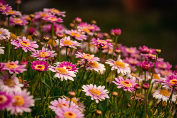 Flores rosadas y amarillas con fondo desenfocado, detalle para fondo