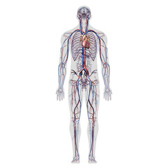 Circulatory System Full Body Anatomy Front View on White Background - 453865917