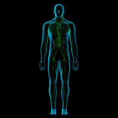 Lymphatic System Anatomy in Male Full Body Front View on Black Background - 453865978