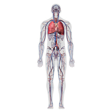Cardiopulmonary System Full Body Anatomy Front View on White Background