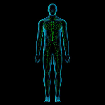 Lymphatic System Anatomy in Male Full Body Front View on Black Background