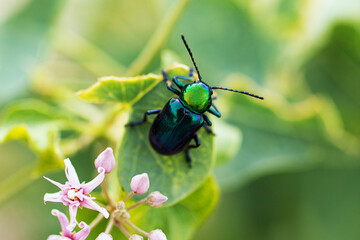 Rose chafer or rose beetle on the green leafs.Plant with pink flowers.Natural background.