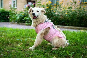 Portrait of a homeless purebred dog on the street