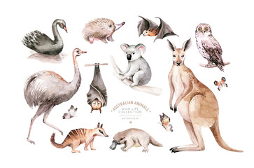 Watercolor australian cartoon kangaroo, ostrich Emu , koala and flying fox, owl, Echidna . Australian Black Swan and numbat Kookaburra , cockatoo kids illustration. Nursery © kris_art