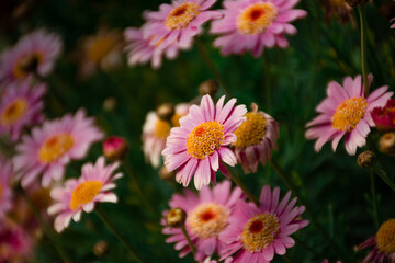 Obraz premium Fondo flores con fondo desenfocado. Flor con pétalos rosados y amarillos