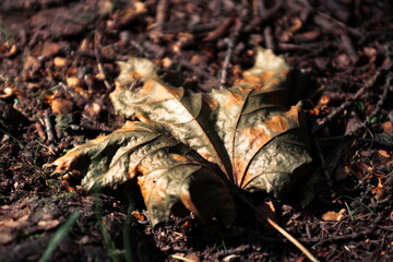 autumn leaves on the ground