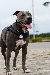 Pit bull dog walking in Barra da Tijuca park, Rio de Janeiro. Cement floor, some gymnasiums and trees around. Cloudy day. Selective focus.