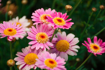 Fototapeta premium Flores rosadas y amarillas con fondo verde desenfocado, fondo vegetal floreado