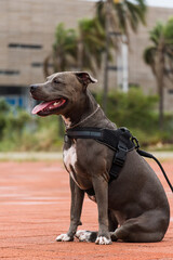 Pit bull dog walking in Barra da Tijuca park, Rio de Janeiro. Orange cement floor, some gymnasiums...