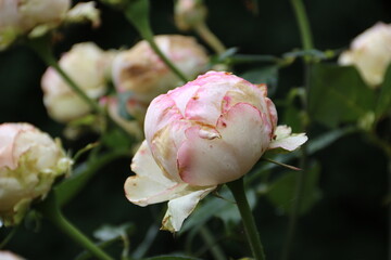 Vom Regen gezeichnete Rose im Garten