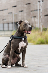 Pit bull dog walking in Barra da Tijuca park, Rio de Janeiro. Cement floor, some gymnasiums and trees around. Cloudy day. Selective focus.