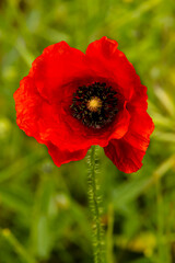 Obraz premium Detail of red poppy in a meadow.